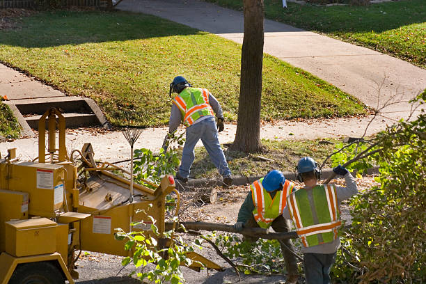 Best Tree Risk Assessment  in Pacific City, OR