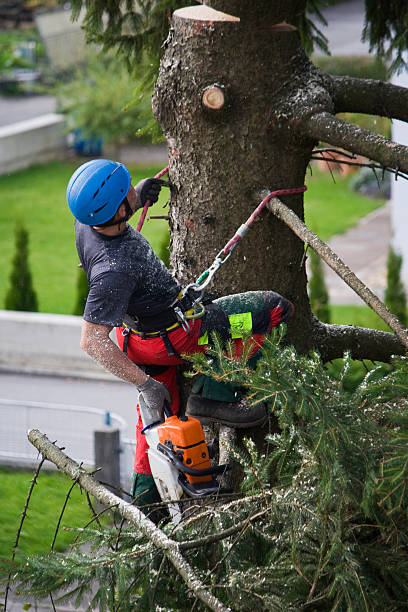 Best Utility Line Clearance  in Pacific City, OR